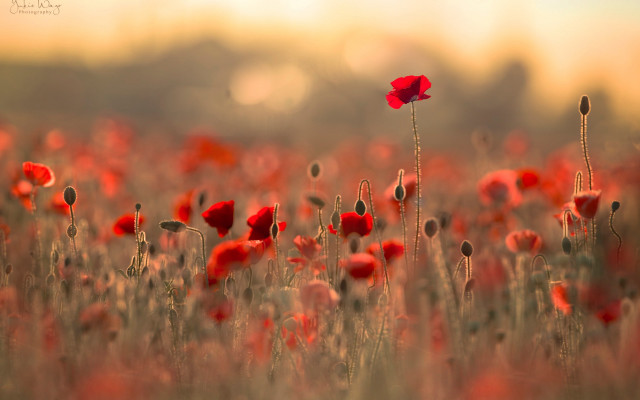 Red flower macro fire explosion free wallpaper - medium preview image