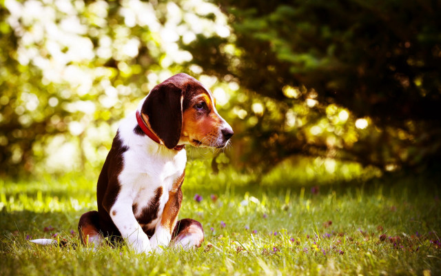 Dog sitting in grass with free wallpaper - medium preview image