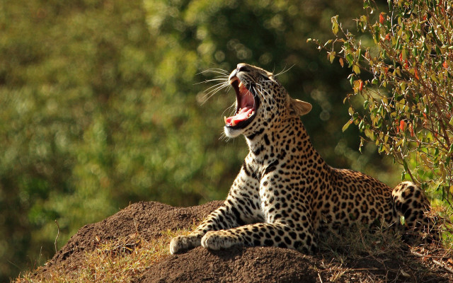Leopard yawning hill trees wildlife free wallpaper - medium preview image