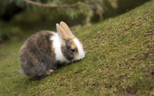 Rabbit mossy hill looking camera free wallpaper - medium preview image