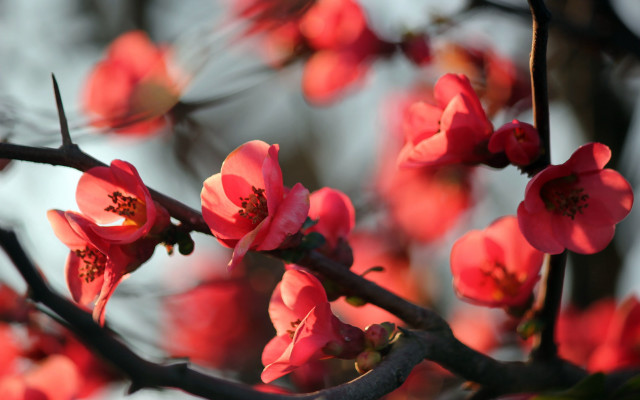 Pink flower branch sky macro free wallpaper - medium preview image