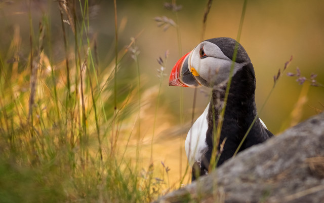 Bird red beak sitting rock free wallpaper - medium preview image