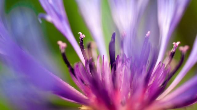 Purple flower macro blurry background #7 free wallpaper - medium preview image