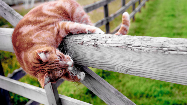 Cat fence stretching blurry outdoors #2 free wallpaper - medium preview image