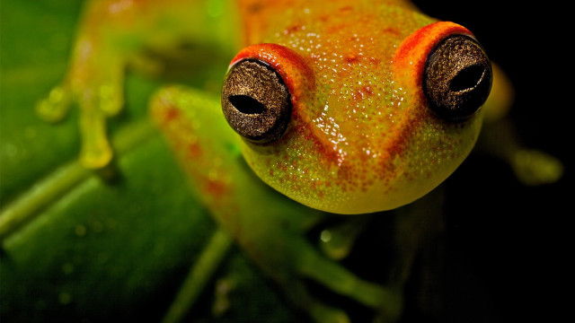 Frog red spot leaf water free wallpaper - medium preview image