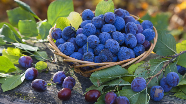 Blueberry basket leaves background purple free wallpaper - medium preview image