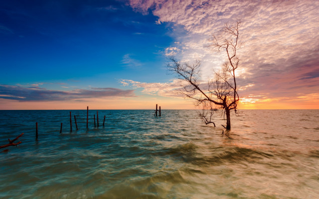 Tree water sunset clouds lake free wallpaper - medium preview image