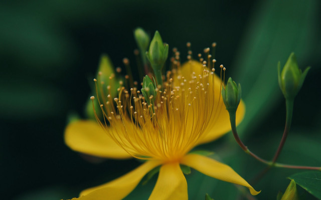 Yellow flower green leaves macro free wallpaper - medium preview image