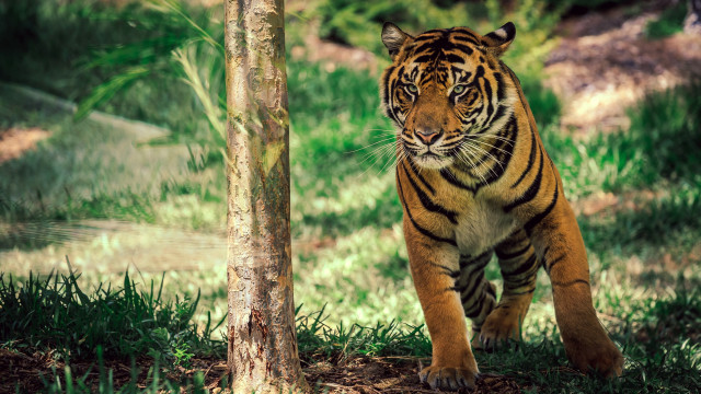 Tiger forest tree trunk wildlife free wallpaper - medium preview image