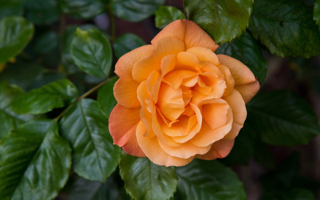 Orange rose green leaves bokeh #2 free wallpaper - medium preview image