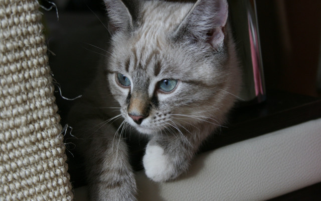 Blue eyed cat scratching post free wallpaper - medium preview image