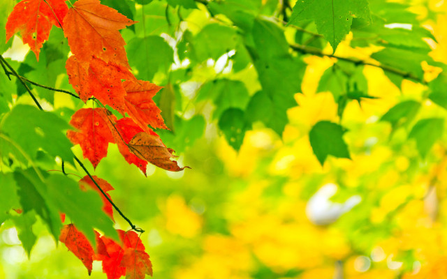 Autumn tree red green leaves free wallpaper - medium preview image