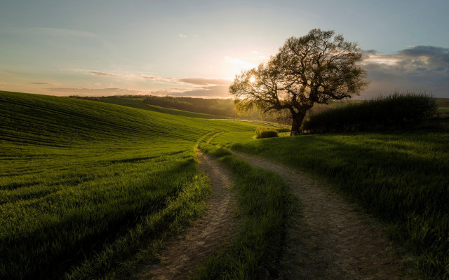 Dirt road green field tree #4 free wallpaper - medium preview image