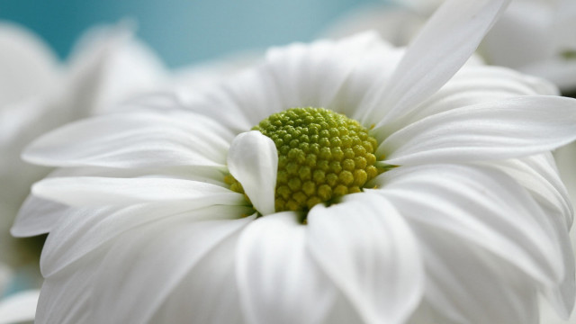 White flower macro blue background free wallpaper - medium preview image