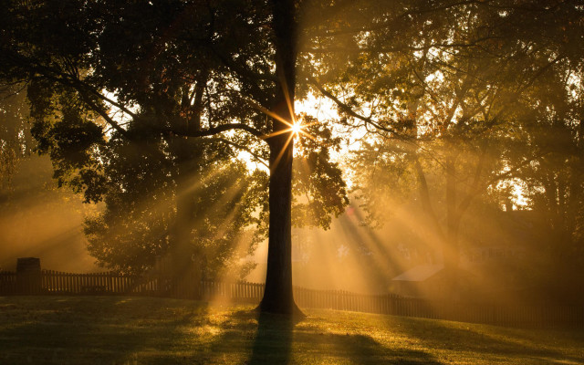Tree sunshine fence bench night free wallpaper - medium preview image
