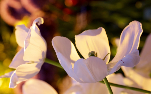 White flower blurry background bokeh free wallpaper - medium preview image