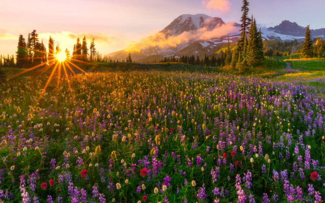 Wildflowers mountain sunset clouds landscape free wallpaper - medium preview image