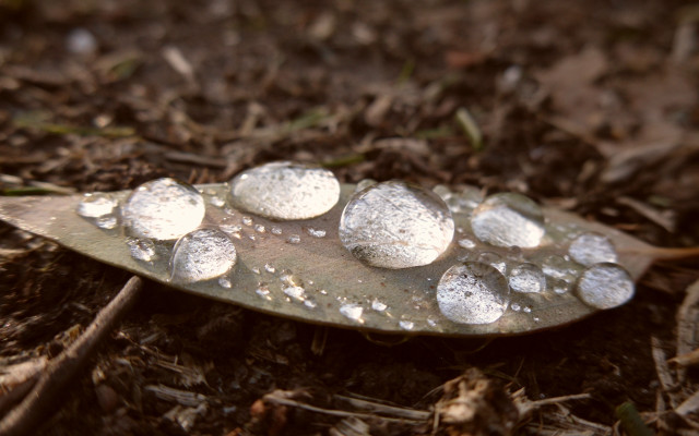 Snowy leaf macro photorealism blurry free wallpaper - medium preview image