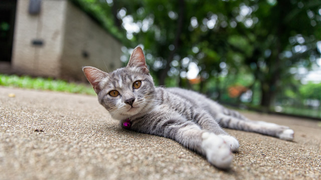 Cat laying outdoors bokeh depth free wallpaper - medium preview image