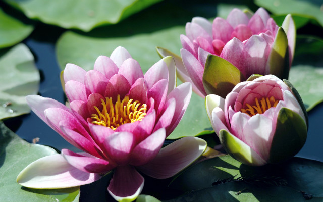 Pink water lilies pond leaves #3 free wallpaper - medium preview image