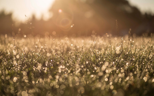 Grass water drops sunset trees free wallpaper - medium preview image