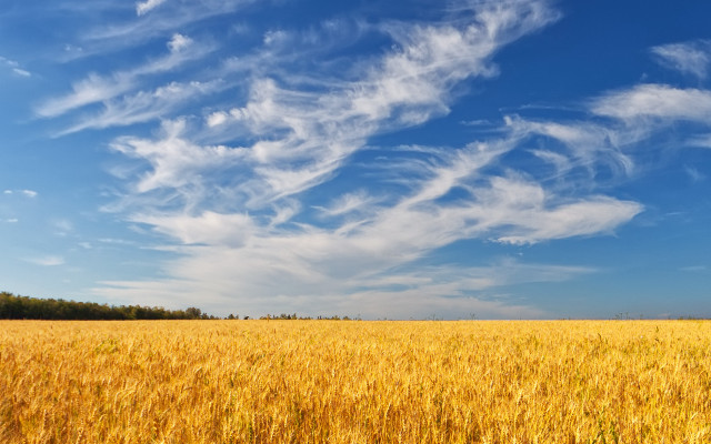 Wheat field blue sky clouds #12 free wallpaper - medium preview image