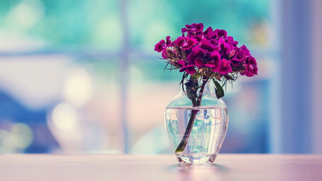Vase purple flowers table window free wallpaper - medium preview image