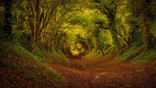 Dirt road forest leaves green free wallpaper - medium preview image
