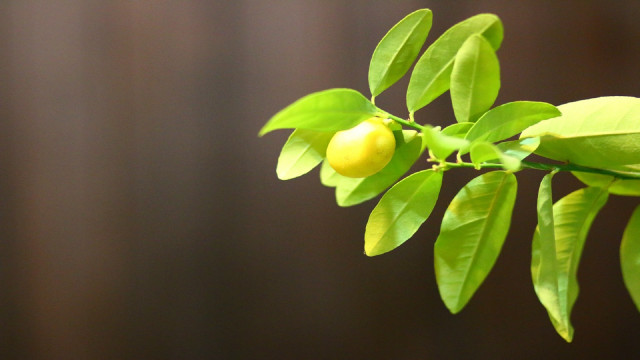 Branch fruit leaves brown background free wallpaper - medium preview image