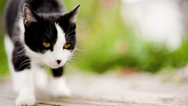 Black cat walking grass blurry free wallpaper - medium preview image