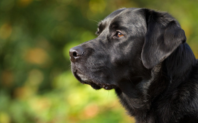 Black dog green background looking free wallpaper - medium preview image