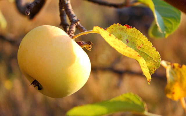 Yellow apple autumn bokeh macro free wallpaper - medium preview image