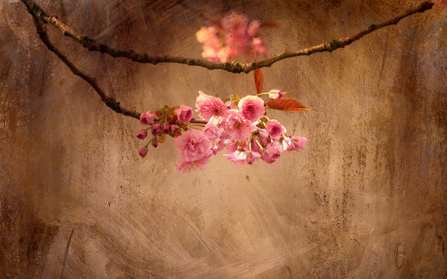 Pink branch light particles stilllife free wallpaper - medium preview image
