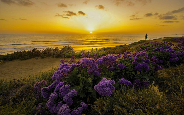 Hill ocean sunset purpleflowers landscape free wallpaper - medium preview image