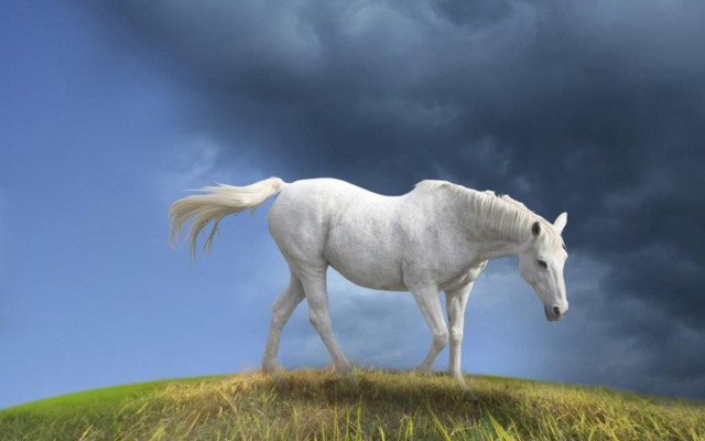 White horse grass hill cloudy free wallpaper - medium preview image