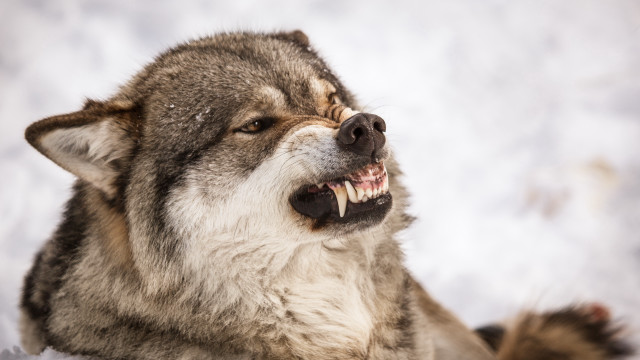 Wolf open mouth snow realistic free wallpaper - medium preview image