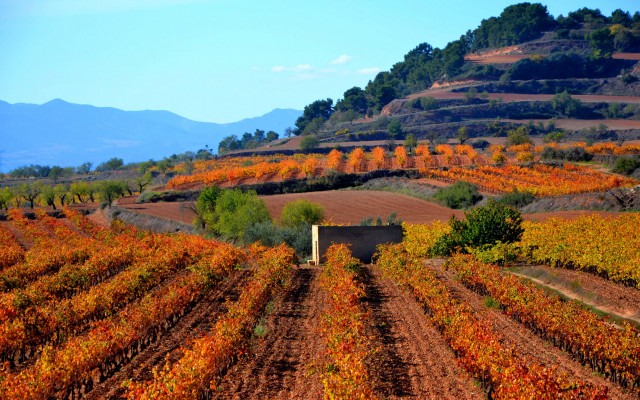 Vineyard hill trees mountains autumn free wallpaper - medium preview image