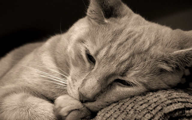 Cat sleeping couch head pillow free wallpaper - medium preview image