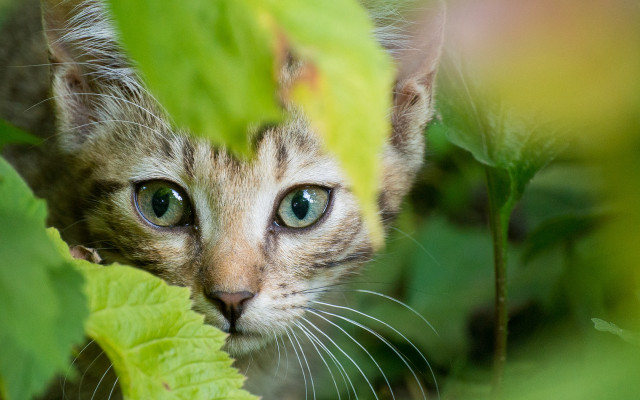 Cat peeking leafy plant wide free wallpaper - medium preview image