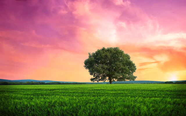 Sunset tree green field clouds free wallpaper - medium preview image