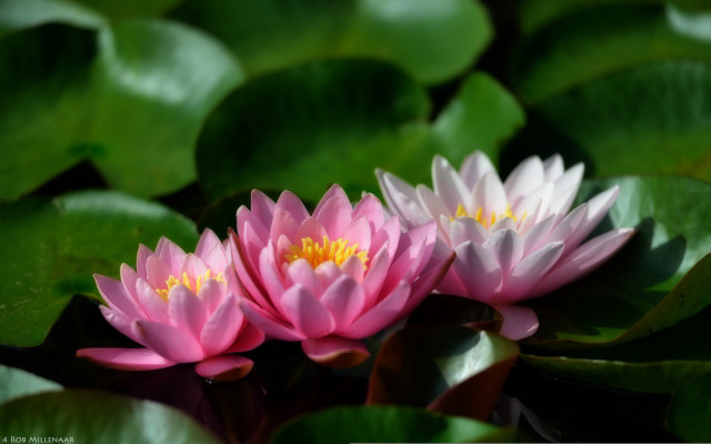 Pink water lilies pond leaves #4 free wallpaper - medium preview image