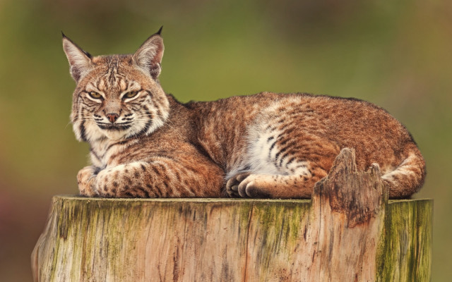 Bobcat serious wooden post looking free wallpaper - medium preview image
