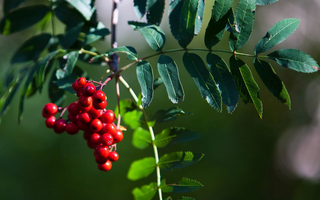 Branch berries green background blurry free wallpaper - medium preview image