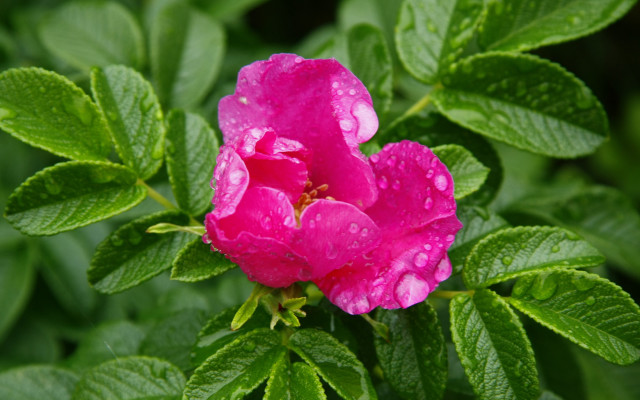Pink flower water droplets macro #27 free wallpaper for desktop - medium preview image