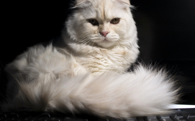 White cat laying on keyboard free wallpaper - medium preview image