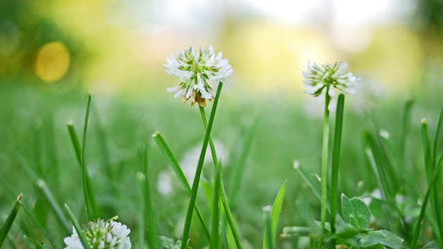 Flower daisy dandelion bamboo grass free wallpaper - medium preview image