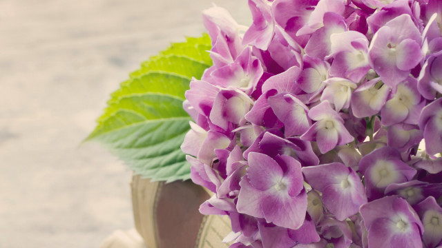 Purple flower green leaf highdetail free wallpaper - medium preview image