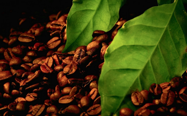 Coffee beans green leaves still free wallpaper - medium preview image