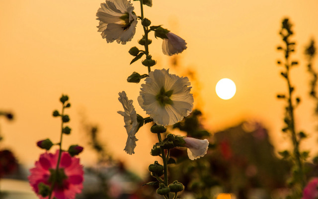 Flower field sunset bokeh pink free wallpaper - medium preview image