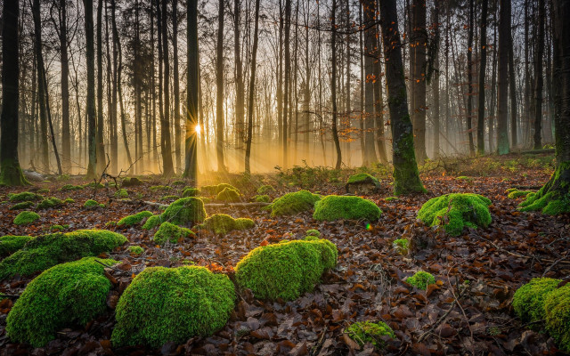 Forest moss rocks beam sunset free wallpaper - medium preview image